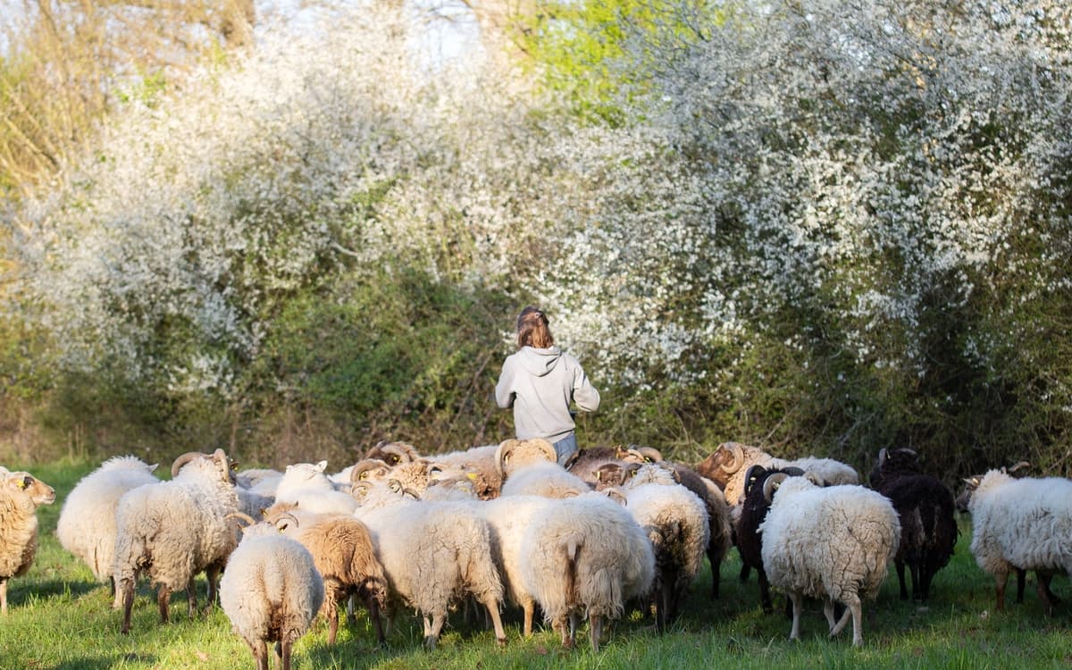 Exposition visuelle et sonore : À la rencontre de l’élevage paysan francilien