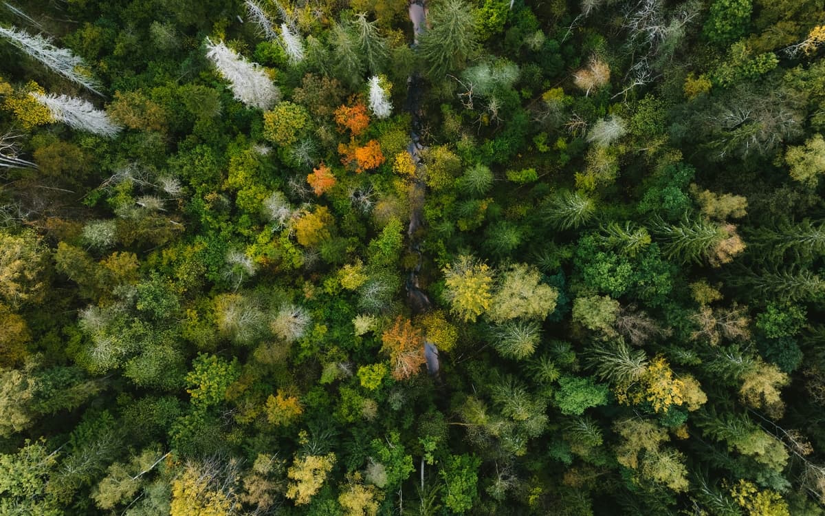 L'Automne de la science dans les bibliothèques - La nature source d'inspiration