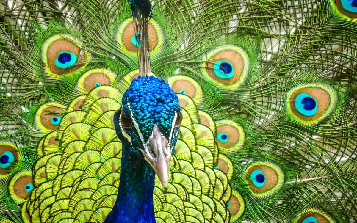 Les oiseaux du Parc Floral de Paris