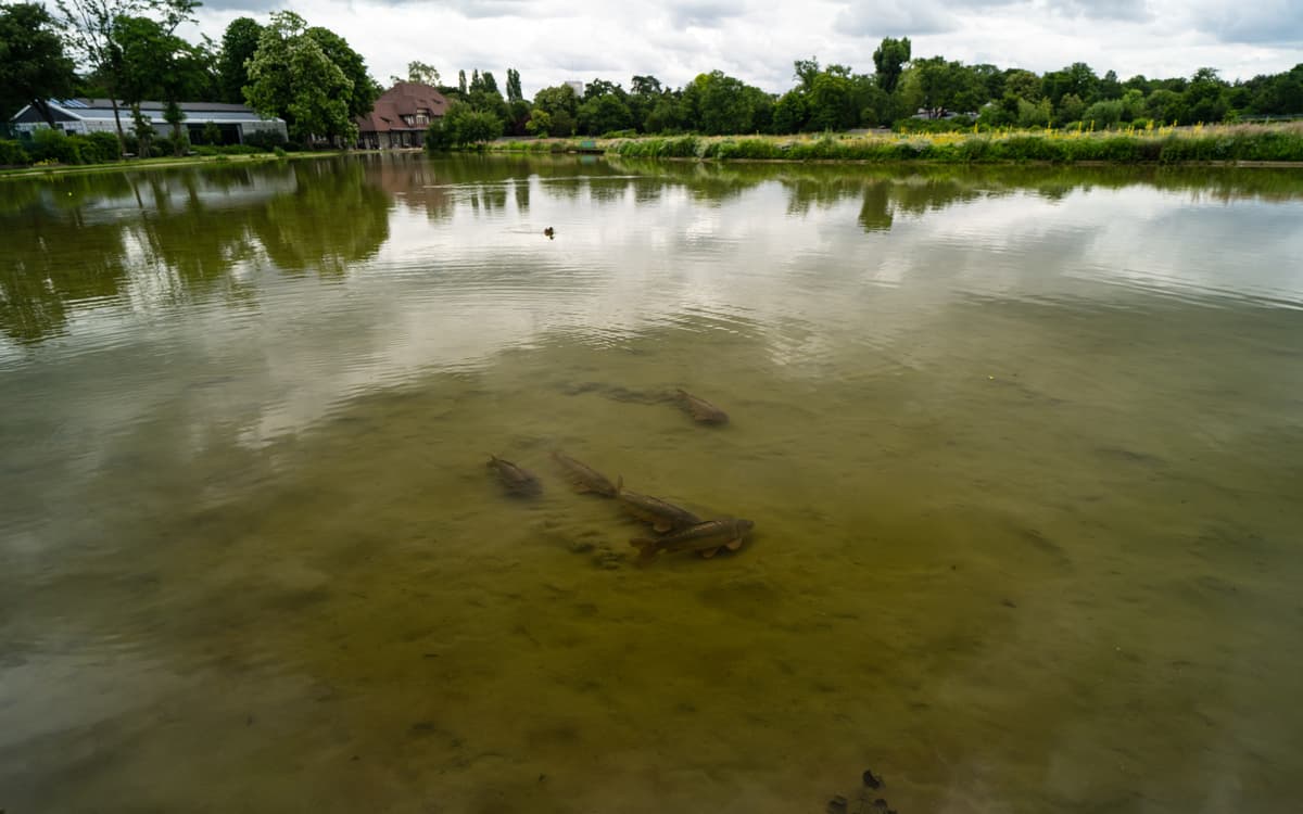 Comme un poisson dans la Seine