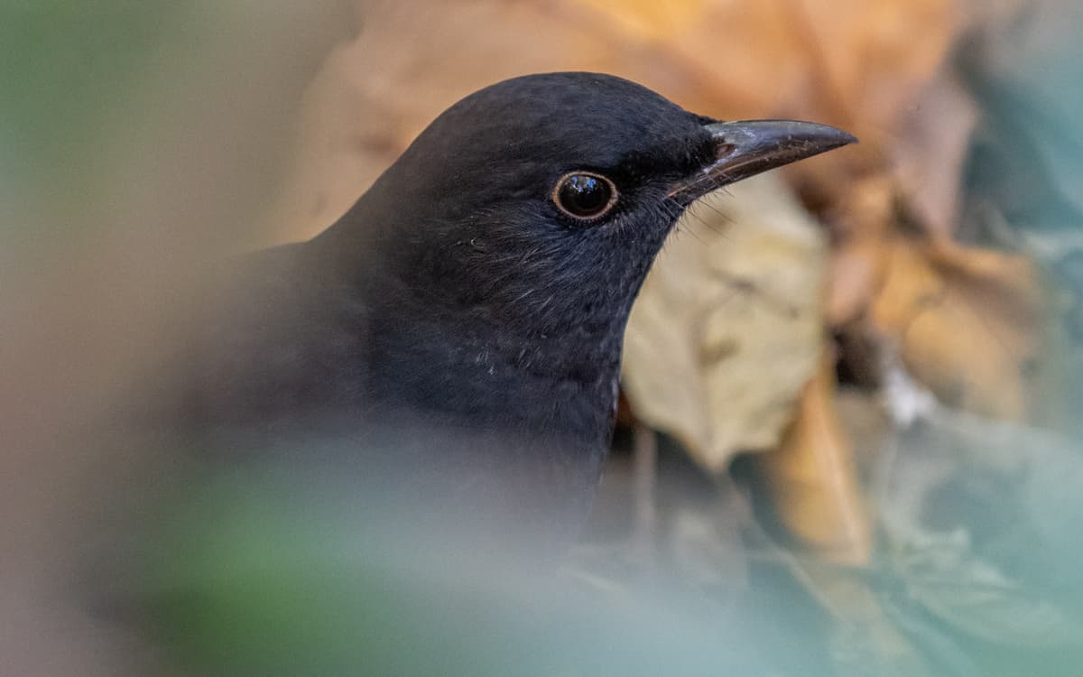 Science participative : Oiseaux des jardins