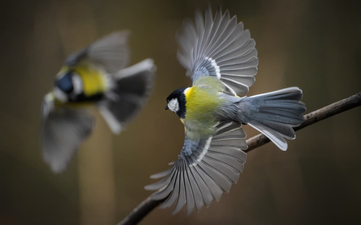 Sortie ornithologique pour les plus jeunes