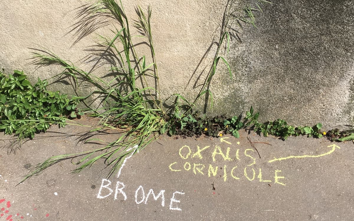 Graffiti Botanique