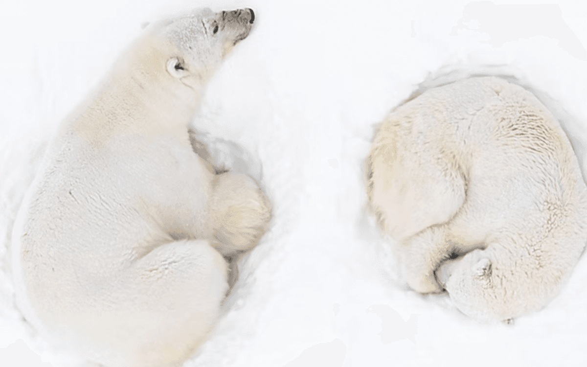 Exposition subaquatique « Silence et Glace » – Florian Ledoux