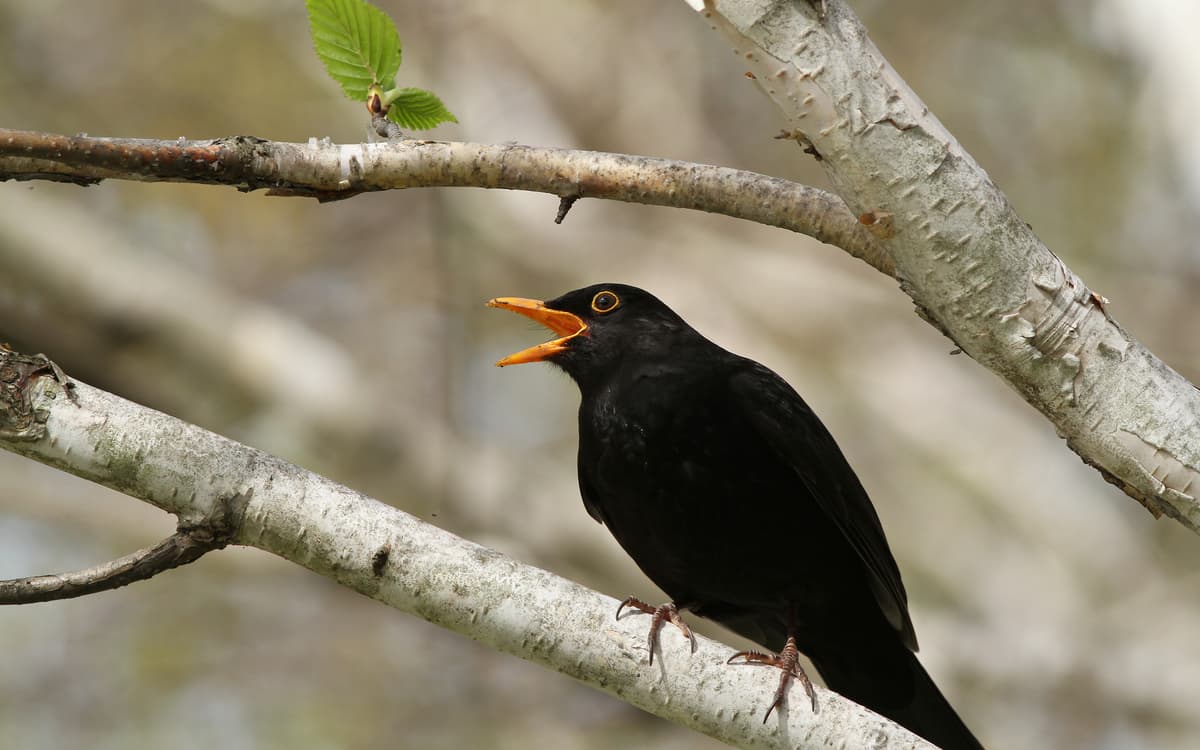 On révise les chants des oiseaux en webconférence !