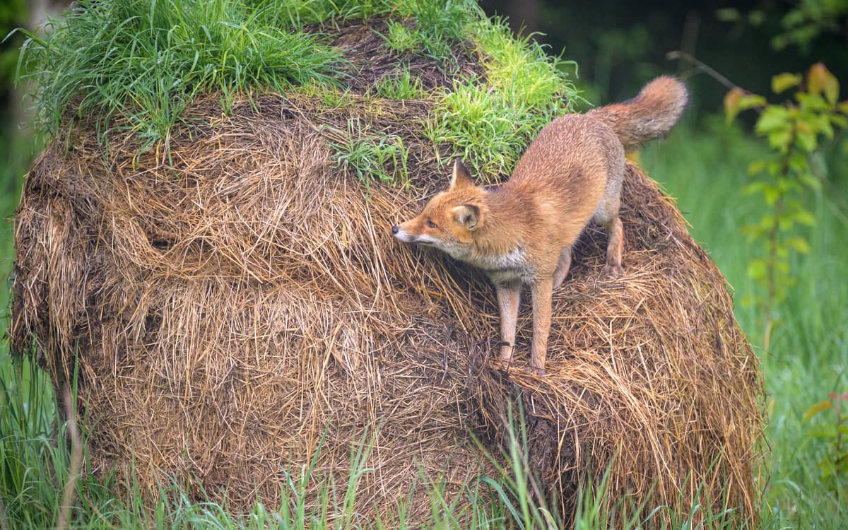 L’individu derrière l’espèce : comment redonner un visage à la biodiversité