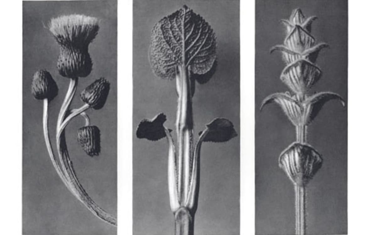 Exposition des photographies de Karl Blossfeldt