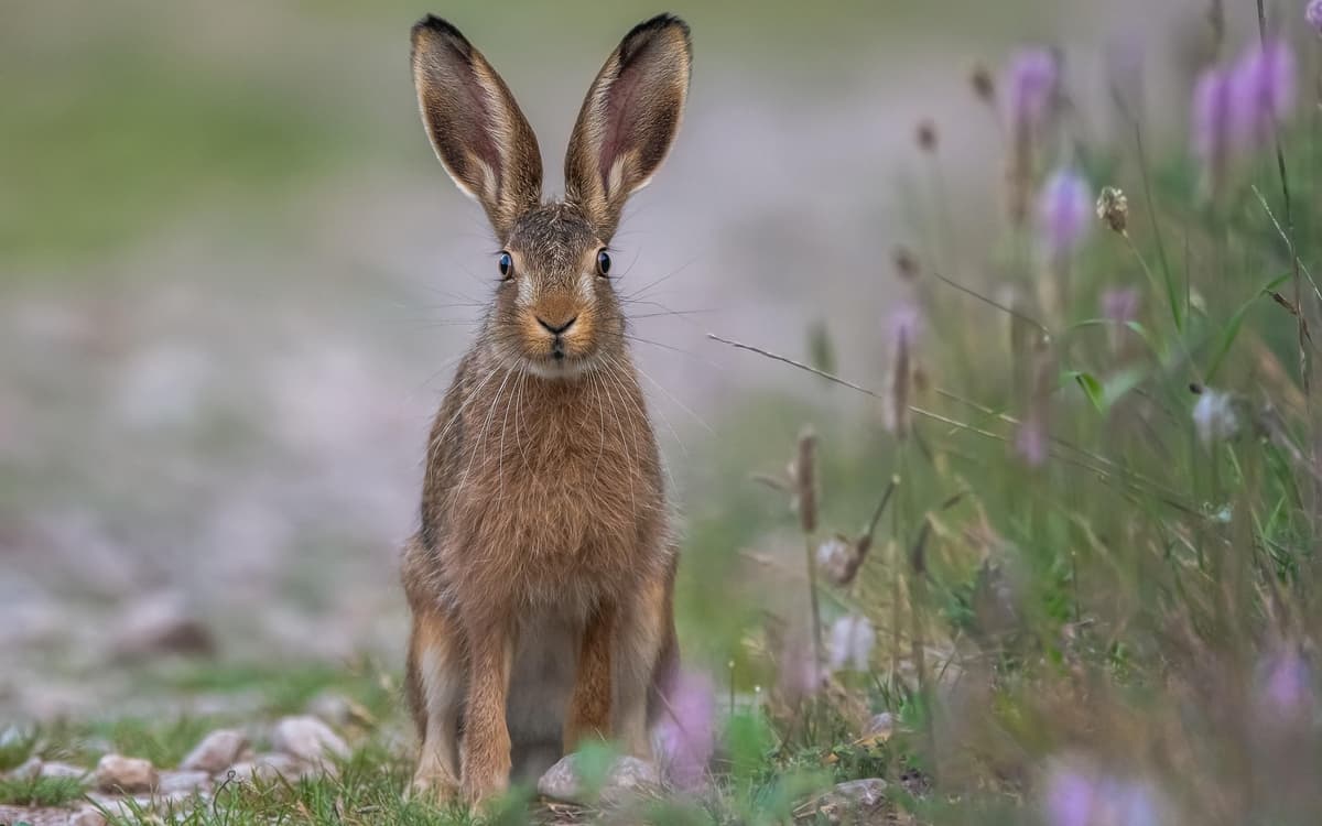 Lecture Nature : Histoires à grandes oreilles
