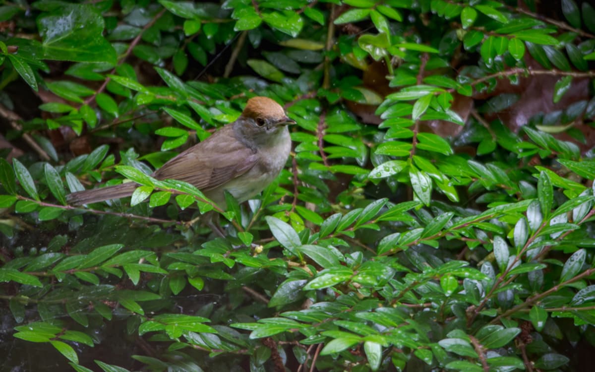 Initiation à la reconnaissance des chants d’oiseaux - niveau avancé
