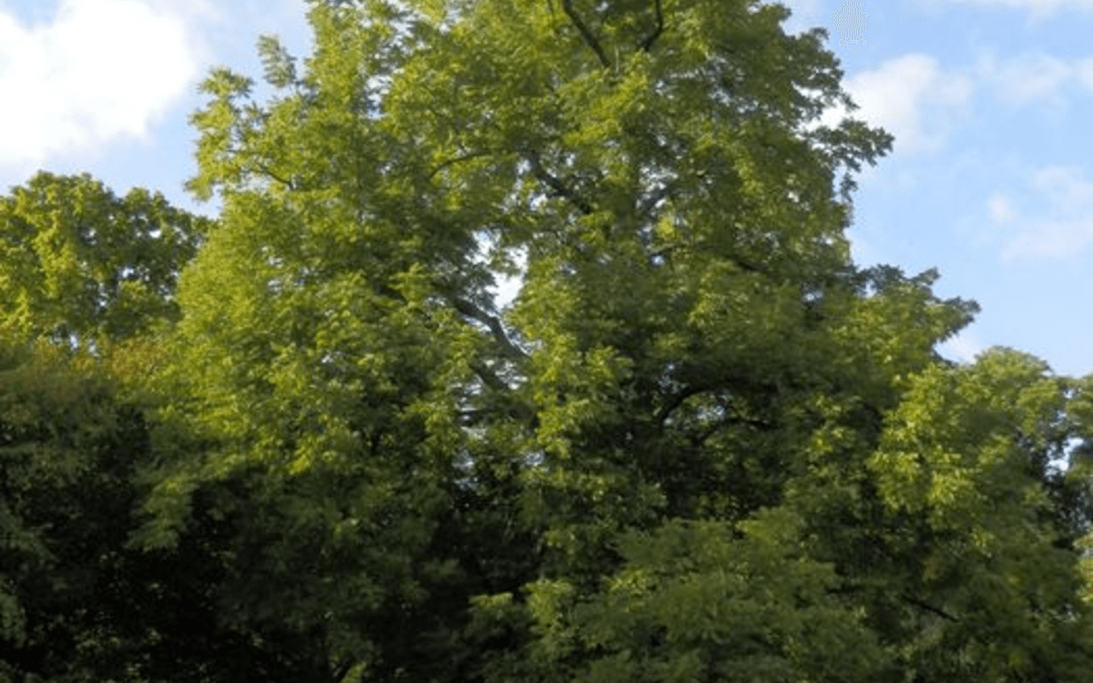Visite guidée de l'Arboretum de Paris