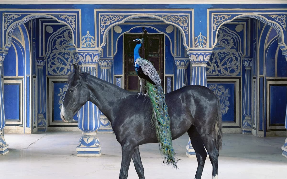 Karen Knorr au musée Delacroix