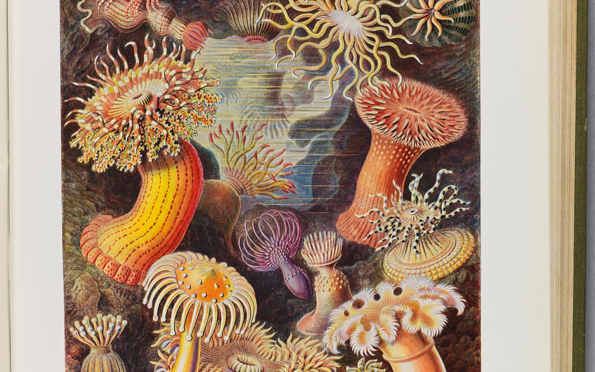 L'appel des profondeurs. Une aventure sous les mers de l'Antiquité à nos jours
