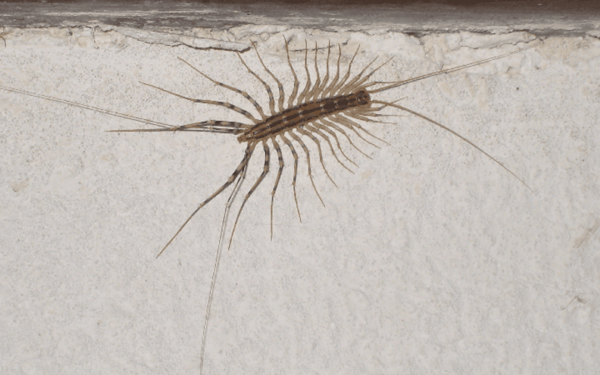 Myriapodes, à la découverte des mille-pattes