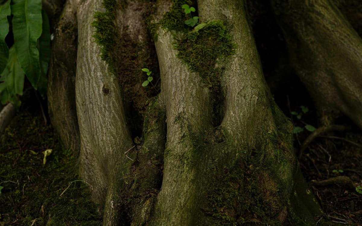 Les idées reçues autour des arbres